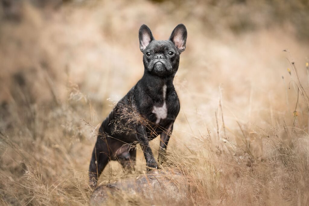 Hundefotografie Pferdefotografie Passau Sarahsfotowerkstatt