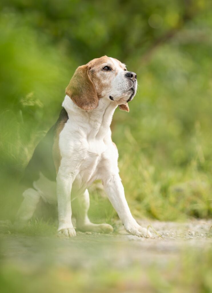 Hundefotografie Pferdefotografie Passau Sarahsfotowerkstatt