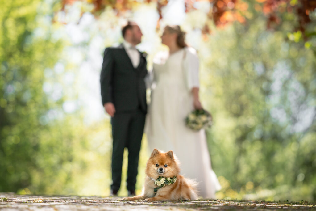 Hochzeiten Fotografin Passau Bayern Tierfotografin