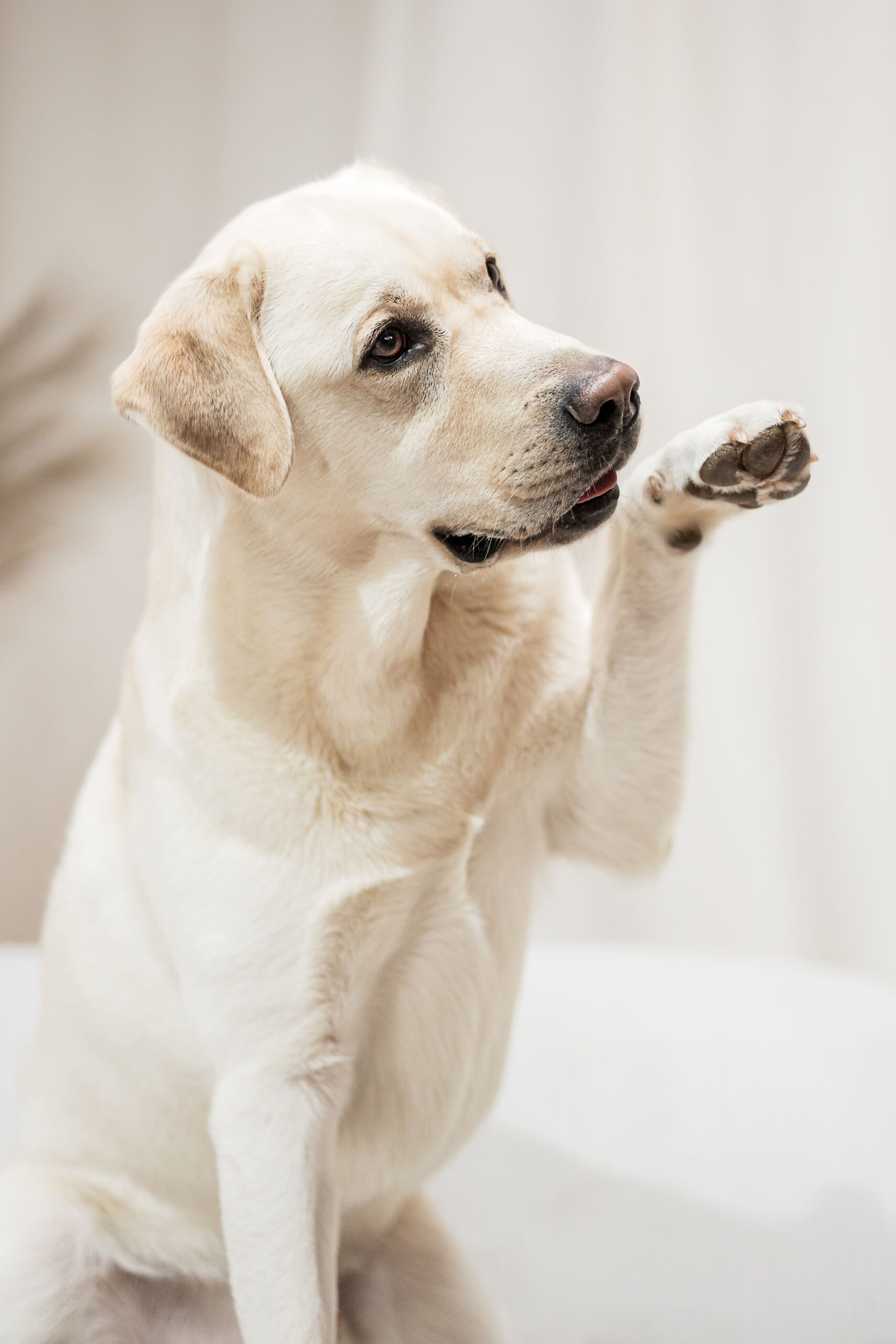 labrador Hunde Fotografie