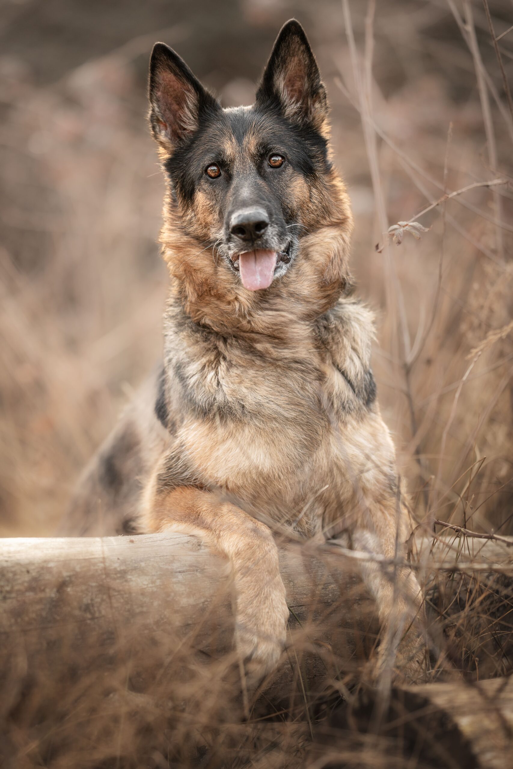 Schäferhund Hunde Fotografie Passau